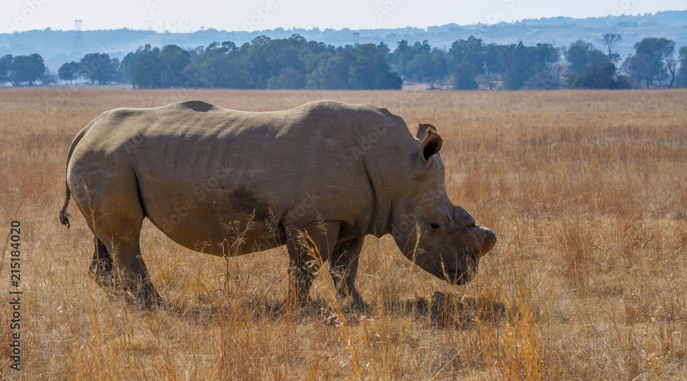 White rhino dehorned for protection against poaching in South Africa image with copy space in landscape format White rhino dehorned for protection against poaching in South Africa image with copy space in landscape format