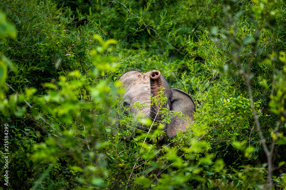 Asian wild elephant Kuiburi National Park, Thailand Asian wild elephant Kuiburi National Park, Thailand