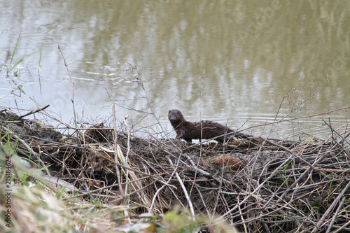 A mink running across a beaver dam
