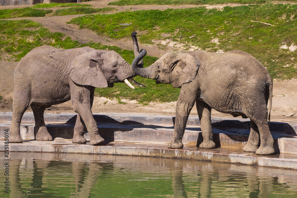 Fototapeta premium Young elephants play near a watering hole in a safari park.