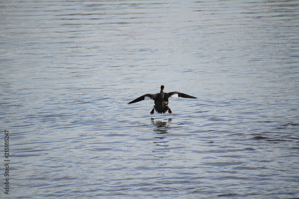 A female hooded merganser coming in for a landing on a river as seen from behind. A female hooded merganser coming in for a landing on a river as seen from behind.