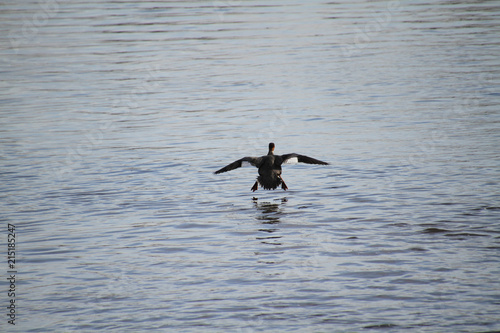 A female hooded merganser coming in for a landing on a river as seen from behind.