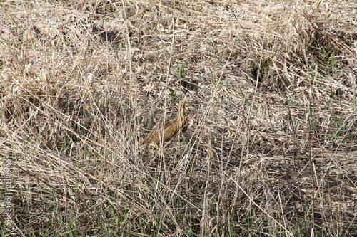 An american Bittern standing in the reeds.