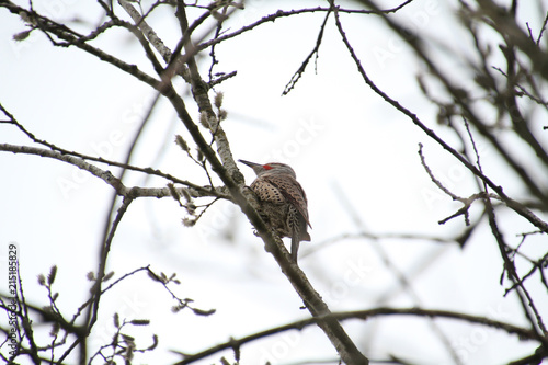 A northern flicker woodpecker perched on a bare branch as seen from below on a cloudy day.