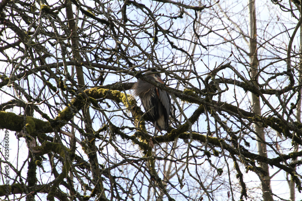 A great blue heron perched in a tree overlooking a stream. A great blue heron perched in a tree overlooking a stream.