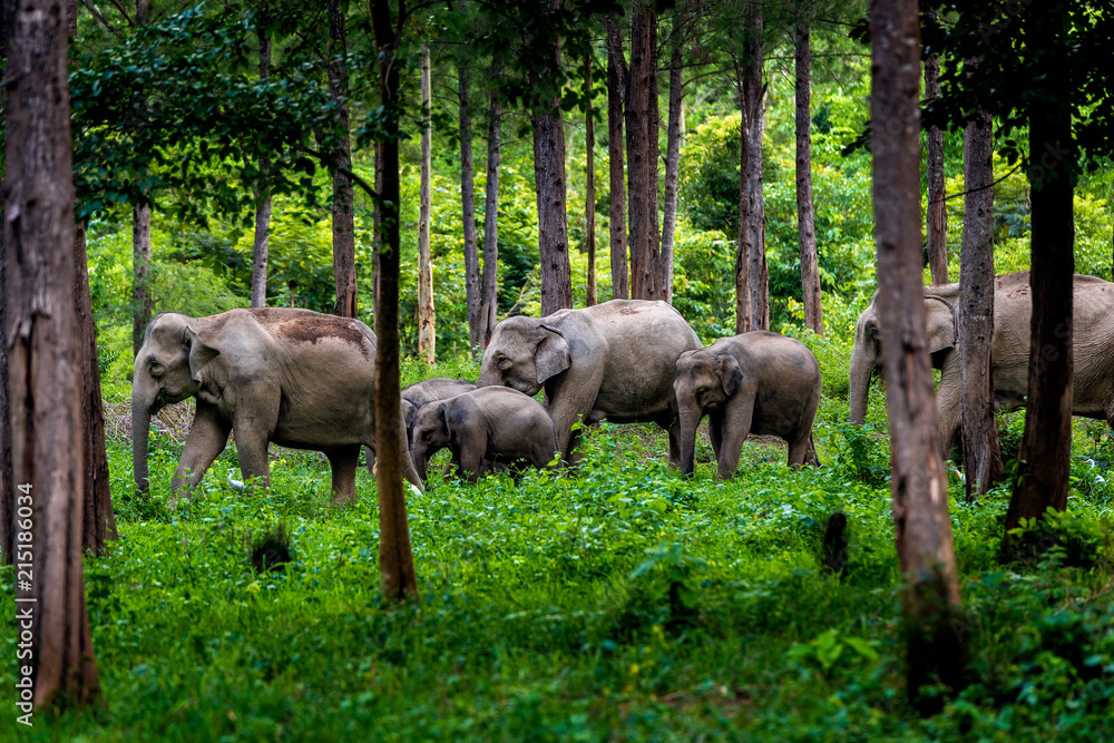 Asian wild elephant Kuiburi National Park, Thailand