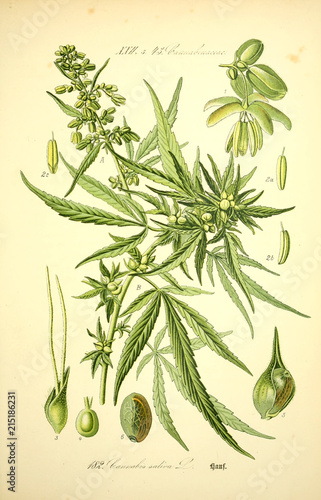 Φωτογραφία Illustration of plant