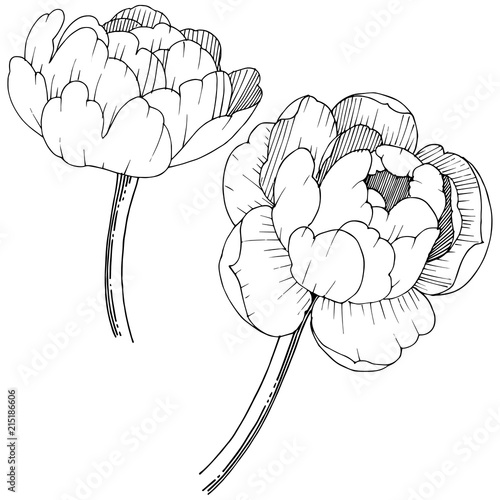 Peony in a vector style isolated. Full name of the plant: peony. Vector flower for background, texture, wrapper pattern, frame or border.