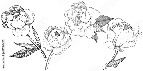Peony in a vector style isolated. Full name of the plant: peony. Vector flower for background, texture, wrapper pattern, frame or border.