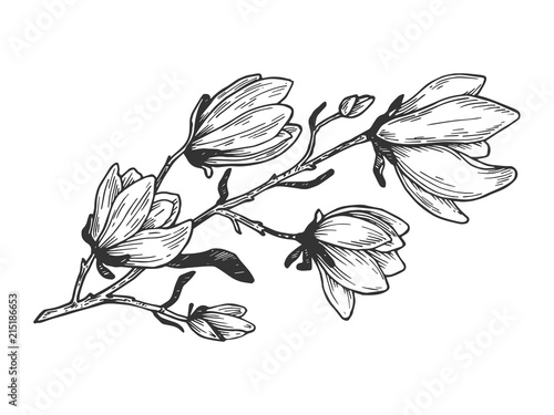 Magnolia branch engraving vector illustration