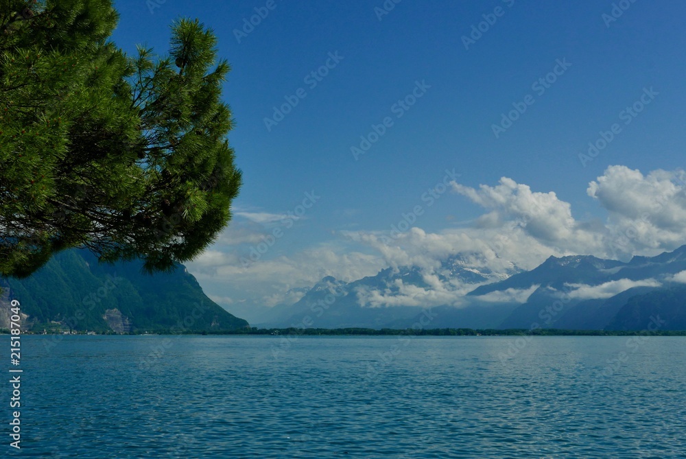 Beautiful Pines and lake view on walking path between Clarens and Montreux on the lake geneva shoreline