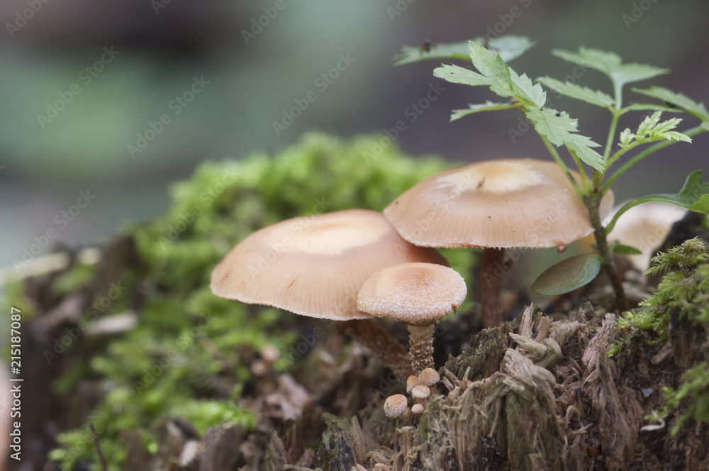 Sheathed woodtuft Sheathed woodtuft