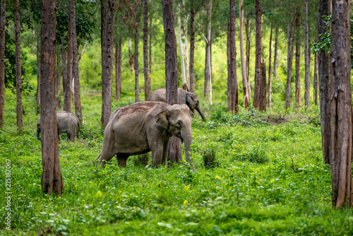 Asian wild elephant Kuiburi National Park, Thailand photo