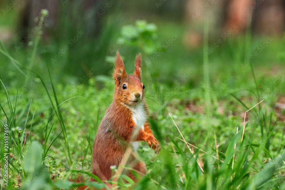 Little curious squirrel brown in the grass Little curious squirrel brown in the grass