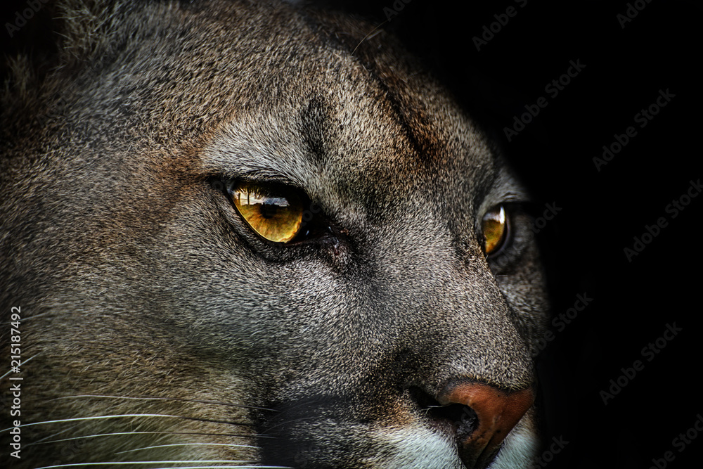 Obraz premium Zbliżenie: Cougar