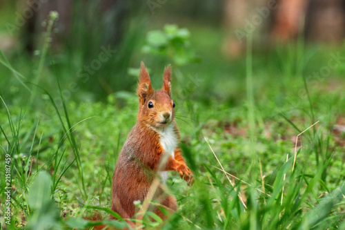Fototapeta Naklejka Na Ścianę i Meble -  Little curious squirrel brown in the grass