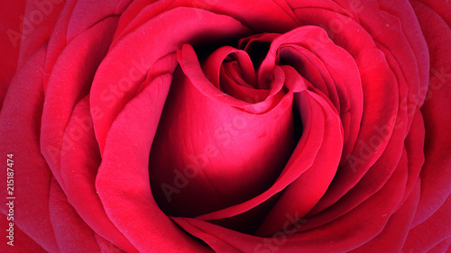 Fototapeta Naklejka Na Ścianę i Meble -  Detail red rose