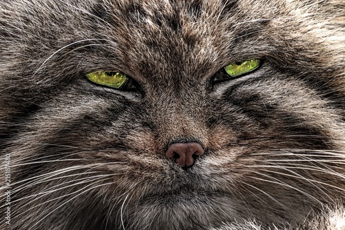 Detail face manul cat photo