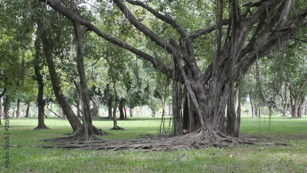 Green trees in park.