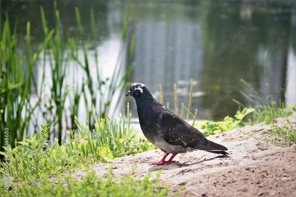 pigeon with unusual surroundings pigeon with unusual surroundings