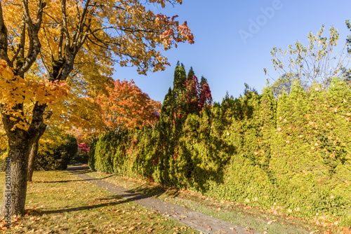 dirt road, country road in an autumn park with trees and fallen leaves along a green fence