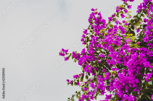 Abstract Natural Nature Pink Flowers Background Spring and Summer Tropical Flowers Backgrounds
