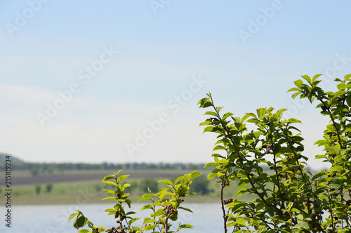 branch of a bush on the background of a lake