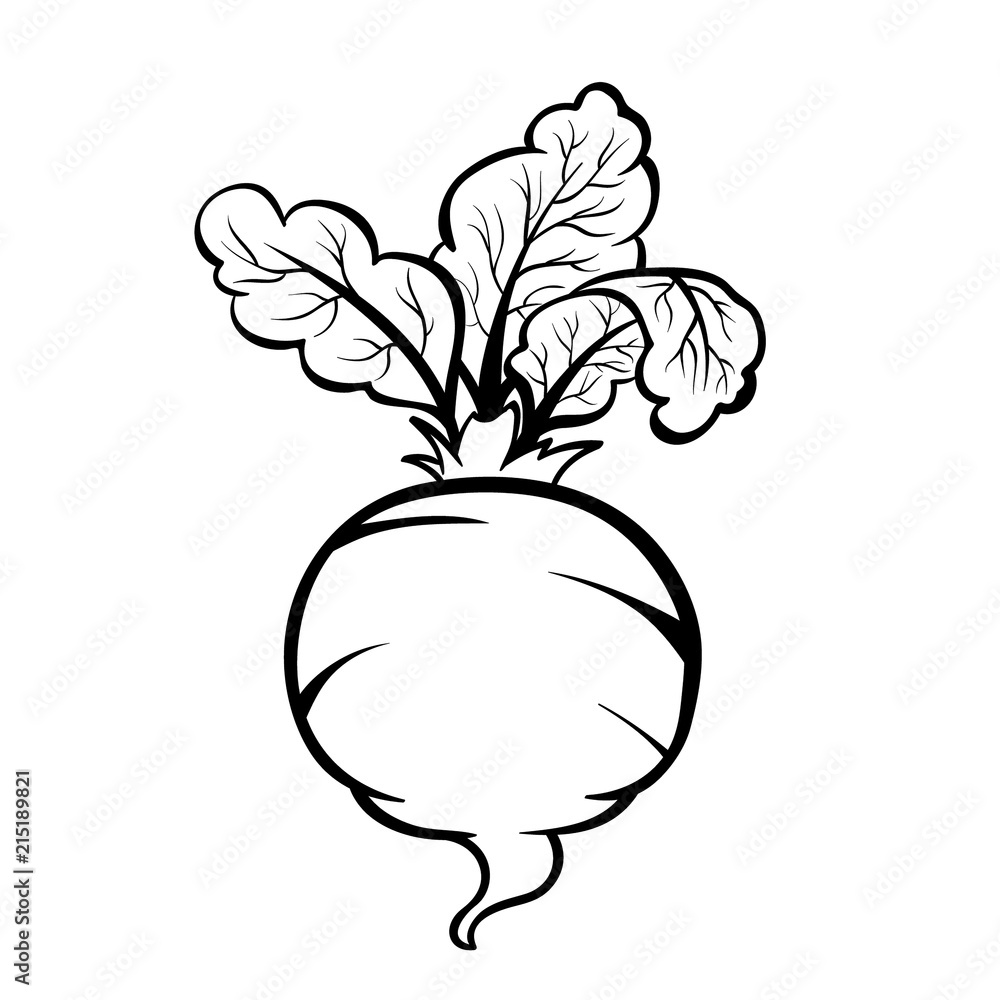 Vector hand drawn illustration of a beet. Outline doodle icon. Food sketch for print, web, mobile and infographics. Isolated on white background element. Vector hand drawn illustration of a beet. Outline doodle icon. Food sketch for print, web, mobile and infographics. Isolated on white background element.