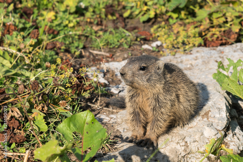Courious young alpine marmot in the European Alps (Malbun, Liechtenstein) Courious young alpine marmot in the European Alps (Malbun, Liechtenstein)