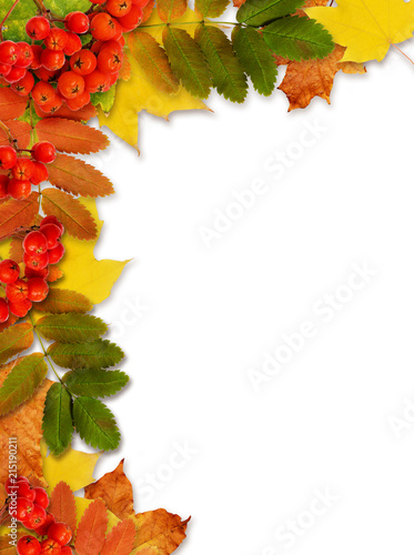 Autumn rowanberries and leaves in a border arrangement