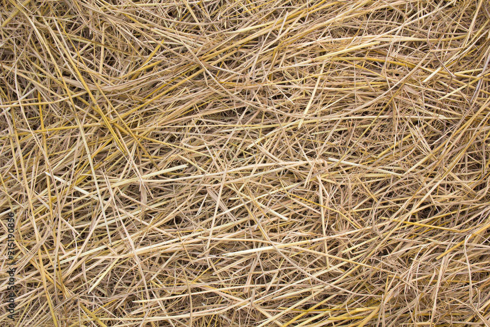 pile of dry rice chaff pattern texture and background. pile of dry rice chaff pattern texture and background.