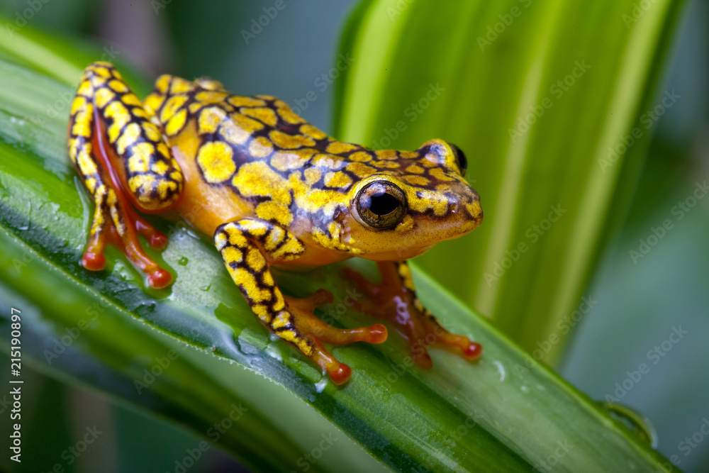 Obraz premium Harlequin poison dart frog