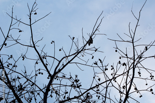 fruit tree isolated on blue sky background