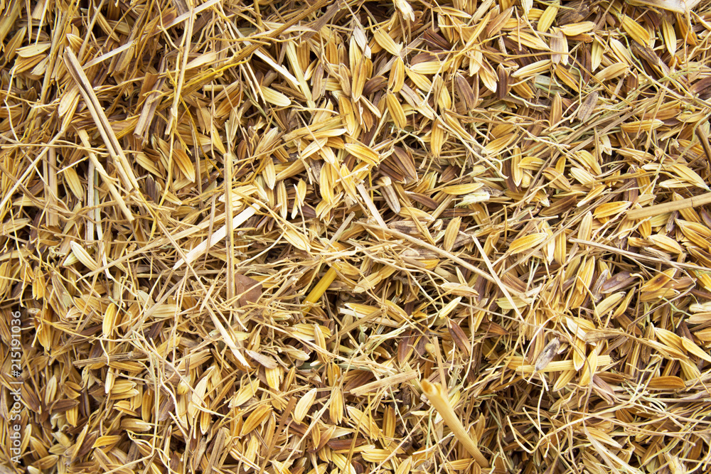 rice peel after harvest and husk background rice peel after harvest and husk background