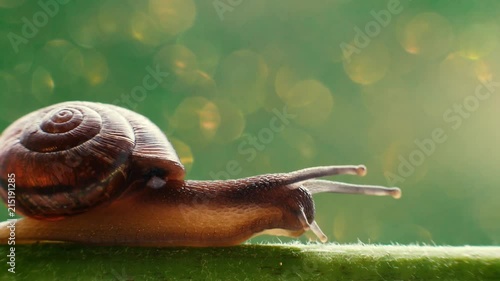 Macro view of snail