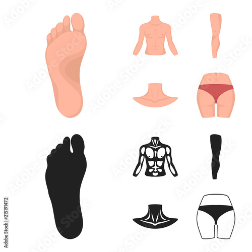 Torso, leg, neck and buttocks. Body parts set collection icons in cartoon,black style vector symbol stock illustration web.