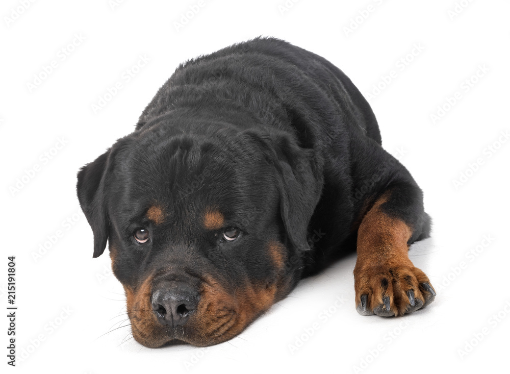 Fototapeta premium rottweiler in studio