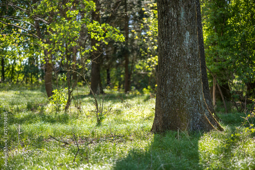 Waldlichtung Baumstamm und Sonnenlicht Waldlichtung Baumstamm und Sonnenlicht