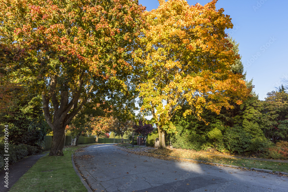 asphalt road in an autumn street with trees and fallen leaves along a green fence