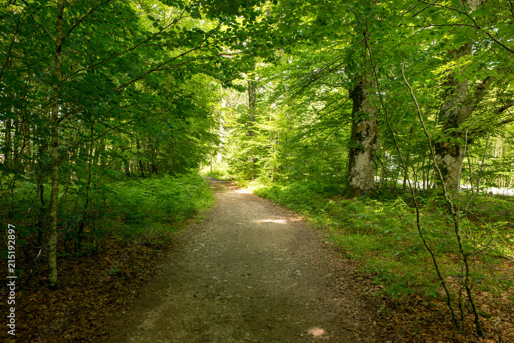 Obraz premium Forest on the Camino de Santiago autorstwa Roncesvalles.