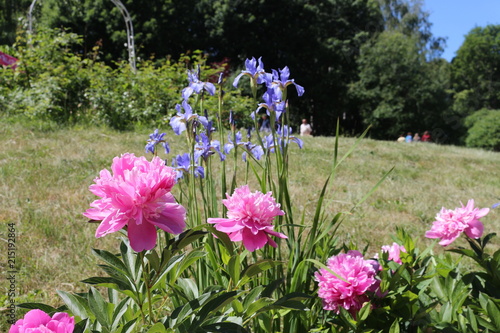 Fototapeta Naklejka Na Ścianę i Meble -  pink peonies and purple irises on a flower bed in the Park