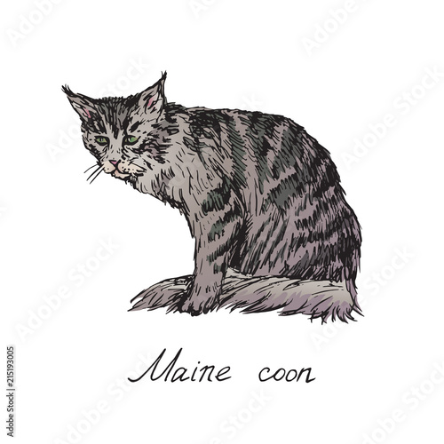 Maine coon,  cat breeds illustration with inscription, hand drawn colorful doodle, sketch, vector