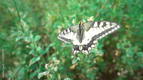 Butterfly Papilio machaon on a flowering plum tree photo