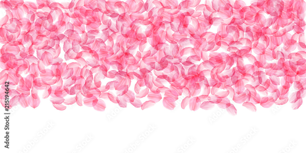 Sakura petals falling down. Romantic pink silky big flowers. Thick flying cherry petals. Wide top gr