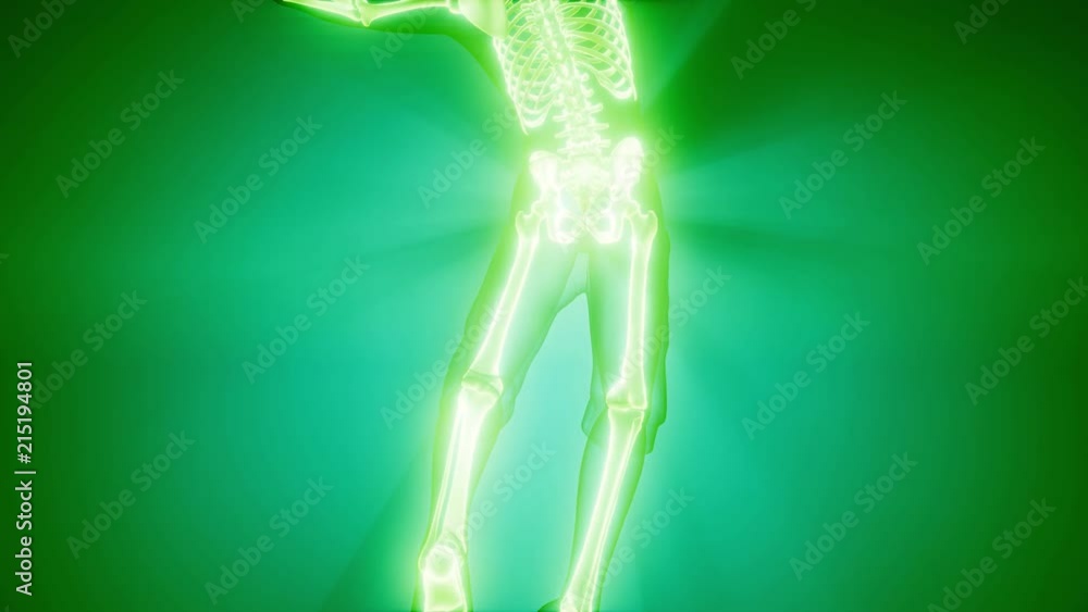 human skeleton radiography medical scan human skeleton radiography medical scan