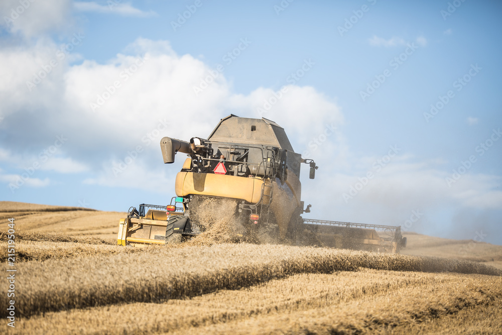 Fototapeta premium Combine harvester in work on wheat field