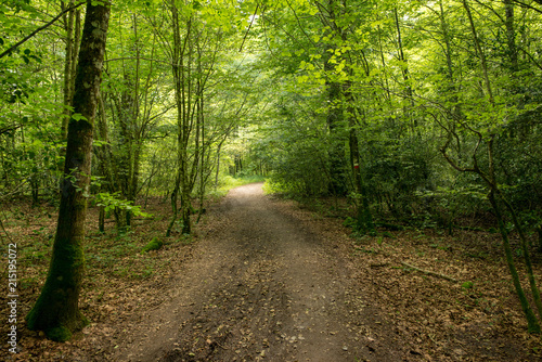 Forest on the Camino de Santiago by Roncesvalles. © vicenfoto