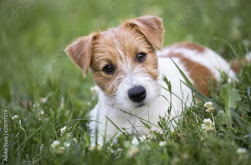 Happy Jack Russell terrier pet dog puppy looking in the grass