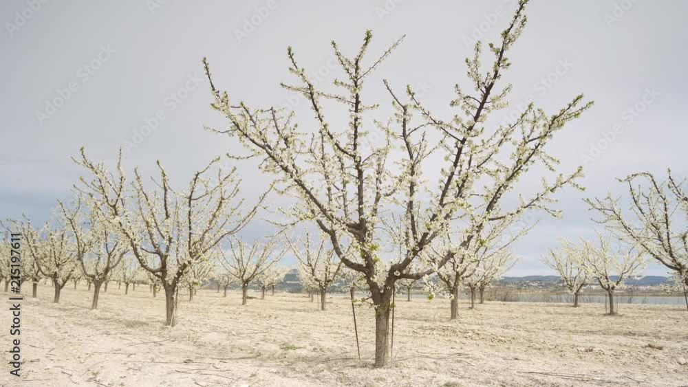 Almond trees field with white flowers Almond trees field with white flowers