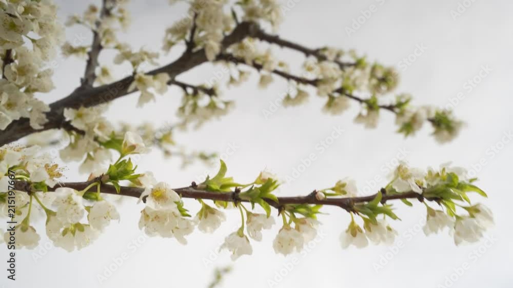 Branch of almond tree moved by the wind Branch of almond tree moved by the wind